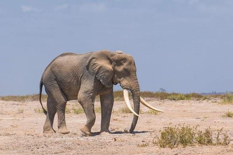 2 TAGE AMBOSELI-SAFARI
