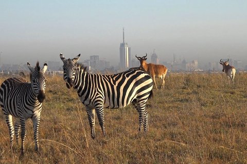 Pirschfahrten im NAIROBI-NATIONALPARK | HALBER TAG