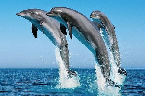 1 dzien na wyspie Wasini – 85$ / os